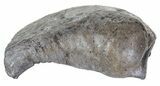 Fossil Whale Ear Bone - Miocene #63545-1